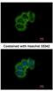 Eukaryotic Translation Initiation Factor 4B antibody, NBP2-16306, Novus Biologicals, Immunofluorescence image 