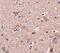 Secretory Carrier Membrane Protein 4 antibody, PA5-20787, Invitrogen Antibodies, Immunohistochemistry frozen image 