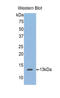 Aggrecan antibody, LS-C301401, Lifespan Biosciences, Western Blot image 