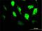 Transcription Factor 4 antibody, H00006925-M03, Novus Biologicals, Immunofluorescence image 