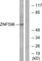 Zinc Finger Protein 596 antibody, LS-B8425, Lifespan Biosciences, Western Blot image 