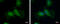 STAM Binding Protein Like 1 antibody, GTX120491, GeneTex, Immunofluorescence image 