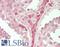Transcription elongation factor, mitochondrial antibody, LS-B14755, Lifespan Biosciences, Immunohistochemistry paraffin image 