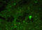 Peptide YY antibody, GTX59710, GeneTex, Immunohistochemistry frozen image 