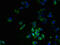 Formyl Peptide Receptor 1 antibody, LS-C377182, Lifespan Biosciences, Immunofluorescence image 