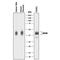 Protein C Receptor antibody, AF2245, R&D Systems, Western Blot image 