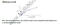 Interferon Induced Protein With Tetratricopeptide Repeats 3 antibody, MBS2602757, MyBioSource, Enzyme Linked Immunosorbent Assay image 