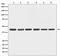 Beta-Actin antibody, M01263-5, Boster Biological Technology, Western Blot image 