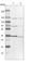 Target Of Myb1 Like 2 Membrane Trafficking Protein antibody, HPA022541, Atlas Antibodies, Western Blot image 