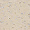 Hydroxysteroid 17-Beta Dehydrogenase 2 antibody, LS-C331804, Lifespan Biosciences, Immunohistochemistry frozen image 