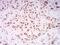 Histone Cluster 4 H4 antibody, NBP2-52487, Novus Biologicals, Immunohistochemistry paraffin image 
