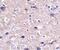 Programmed Cell Death 1 antibody, MA5-15781, Invitrogen Antibodies, Immunohistochemistry frozen image 