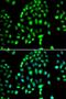 Phosphodiesterase 5A antibody, orb373486, Biorbyt, Immunofluorescence image 
