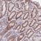 Transmembrane Protein 121 antibody, PA5-62065, Invitrogen Antibodies, Immunohistochemistry frozen image 