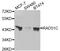 RAD51 Paralog C antibody, abx005280, Abbexa, Western Blot image 