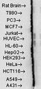 Heat Shock Protein Family D (Hsp60) Member 1 antibody, orb67314, Biorbyt, Western Blot image 