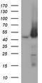 Mitogen-Activated Protein Kinase Kinase 1 antibody, LS-C787976, Lifespan Biosciences, Western Blot image 