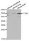 Tectonic Family Member 3 antibody, abx000819, Abbexa, Western Blot image 