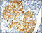 Annexin A4 antibody, 251828, Abbiotec, Immunohistochemistry paraffin image 