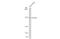 Tight Junction Protein 1 antibody, GTX108592, GeneTex, Western Blot image 