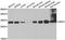 Inositol monophosphatase 1 antibody, LS-C334674, Lifespan Biosciences, Western Blot image 