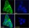 PATJ Crumbs Cell Polarity Complex Component antibody, 45-772, ProSci, Immunofluorescence image 
