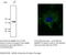 CD63 Molecule antibody, AB0047-200, SICGEN, Western Blot image 