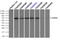 Checkpoint Kinase 2 antibody, LS-C114497, Lifespan Biosciences, Immunoprecipitation image 
