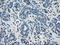PPT antibody, TA500570, Origene, Immunohistochemistry frozen image 