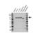 Ataxin 1 antibody, VPA00865, Bio-Rad (formerly AbD Serotec) , Western Blot image 