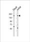 Peripheral-type benzodiazepine receptor-associated protein 1 antibody, PA5-49434, Invitrogen Antibodies, Western Blot image 