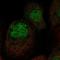 Leucine Rich Repeat Containing 29 antibody, NBP1-83919, Novus Biologicals, Immunofluorescence image 
