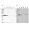 Vesicle Trafficking 1 antibody, NBP2-58305, Novus Biologicals, Western Blot image 
