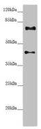 Centrosomal Protein 72 antibody, LS-C675507, Lifespan Biosciences, Western Blot image 