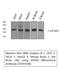 Eukaryotic Translation Initiation Factor 4A1 antibody, STJ97038, St John