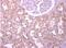 Podocalyxin Like antibody, NBP2-19880, Novus Biologicals, Immunohistochemistry paraffin image 