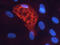 Patatin Like Phospholipase Domain Containing 3 antibody, AF5208, R&D Systems, Immunofluorescence image 