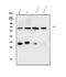 Arylsulfatase B antibody, A01609-3, Boster Biological Technology, Western Blot image 