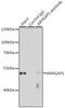 Rho GTPase Activating Protein 1 antibody, A06116-1, Boster Biological Technology, Immunoprecipitation image 