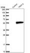 Thyroid Hormone Receptor Interactor 13 antibody, NBP1-90335, Novus Biologicals, Western Blot image 