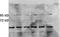 Gap junction alpha-4 protein antibody, orb6190, Biorbyt, Western Blot image 