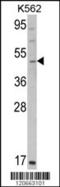 GATA Binding Protein 2 antibody, MBS9212465, MyBioSource, Western Blot image 