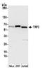 Telomeric Repeat Binding Factor 2 antibody, A300-796A, Bethyl Labs, Western Blot image 