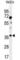 Aldolase, Fructose-Bisphosphate C antibody, abx026083, Abbexa, Western Blot image 