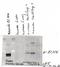 Superoxide Dismutase 3 antibody, LS-C231340, Lifespan Biosciences, Western Blot image 