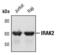 Interleukin 1 Receptor Associated Kinase 2 antibody, PA5-17448, Invitrogen Antibodies, Western Blot image 