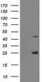 Taspase 1 antibody, TA502281, Origene, Western Blot image 