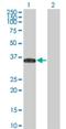 Signal Transducing Adaptor Family Member 1 antibody, H00026228-M01, Novus Biologicals, Western Blot image 