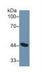 Adenosine Deaminase antibody, LS-C292641, Lifespan Biosciences, Western Blot image 