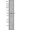 Caspase 7 antibody, PA5-67909, Invitrogen Antibodies, Western Blot image 